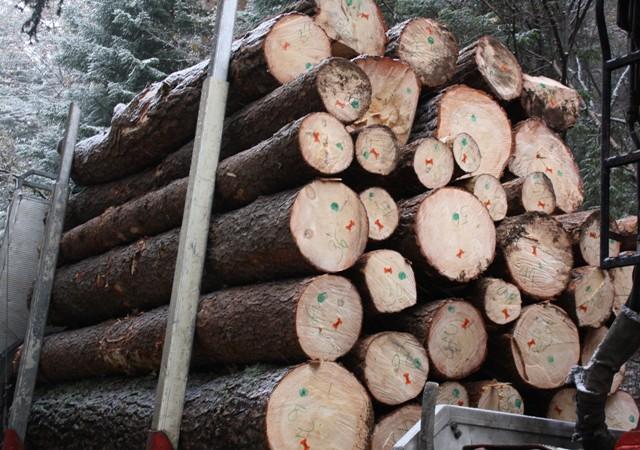 Частният сектор не се изтласква от горите | Gabrovo News